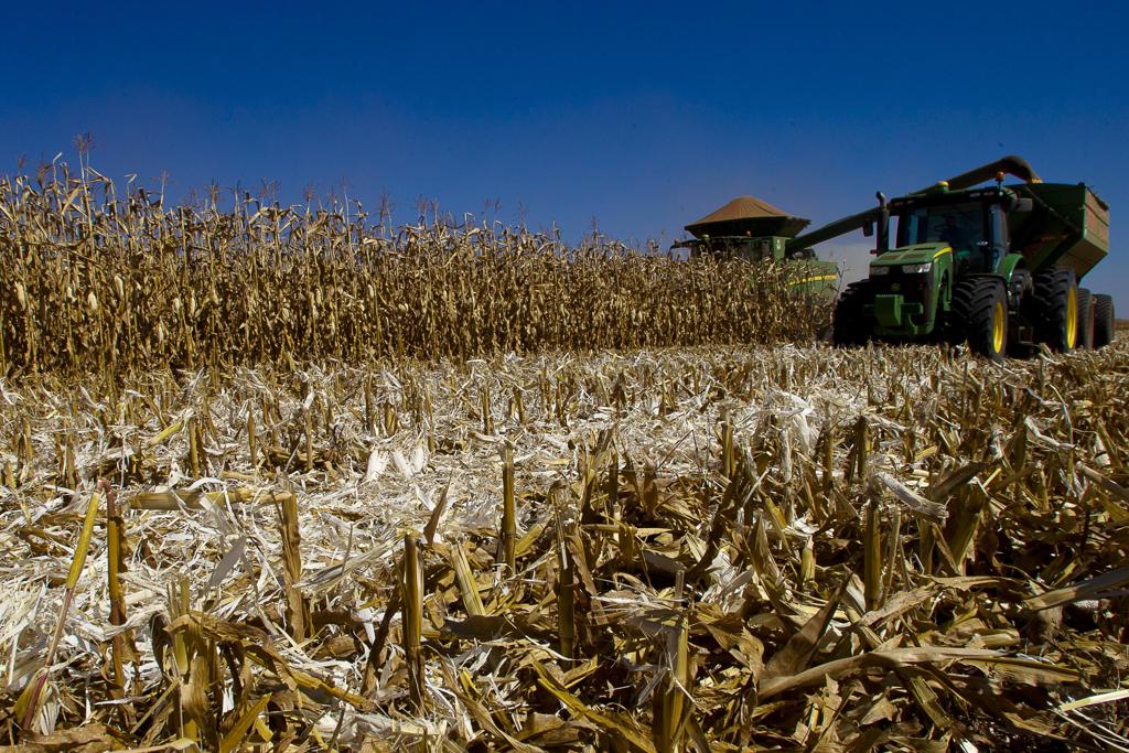 Ao todo, os mexicanos produziram nesta safra 26,8 milhões de toneladas do cereal, mas o consumo total (incluindo a indústria de carnes) deve girar em torno de 41,7 milhões de toneladas. | Daniel Caron/Gazeta do Povo