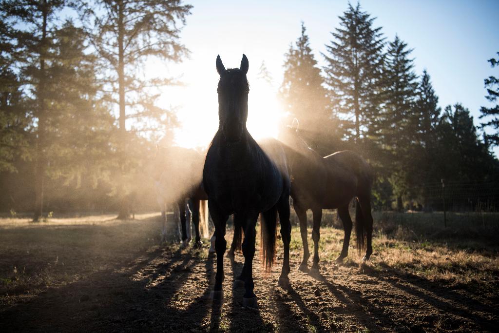 O cavalo “Justice”, no “paraíso dos equinos” | Carolyn Van Houten/The Washington Post