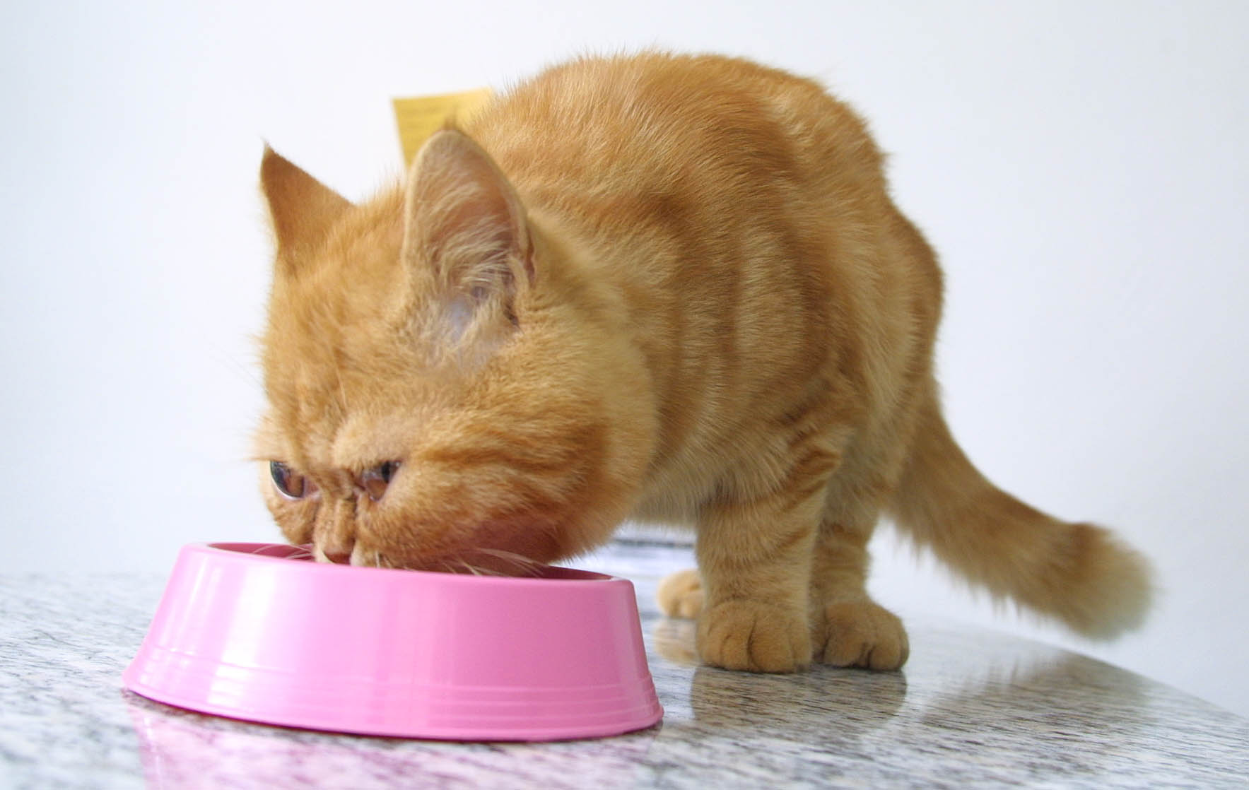 Promoção é válida até o dia 16 de agosto | Valterci Santos/Gazeta do Povo