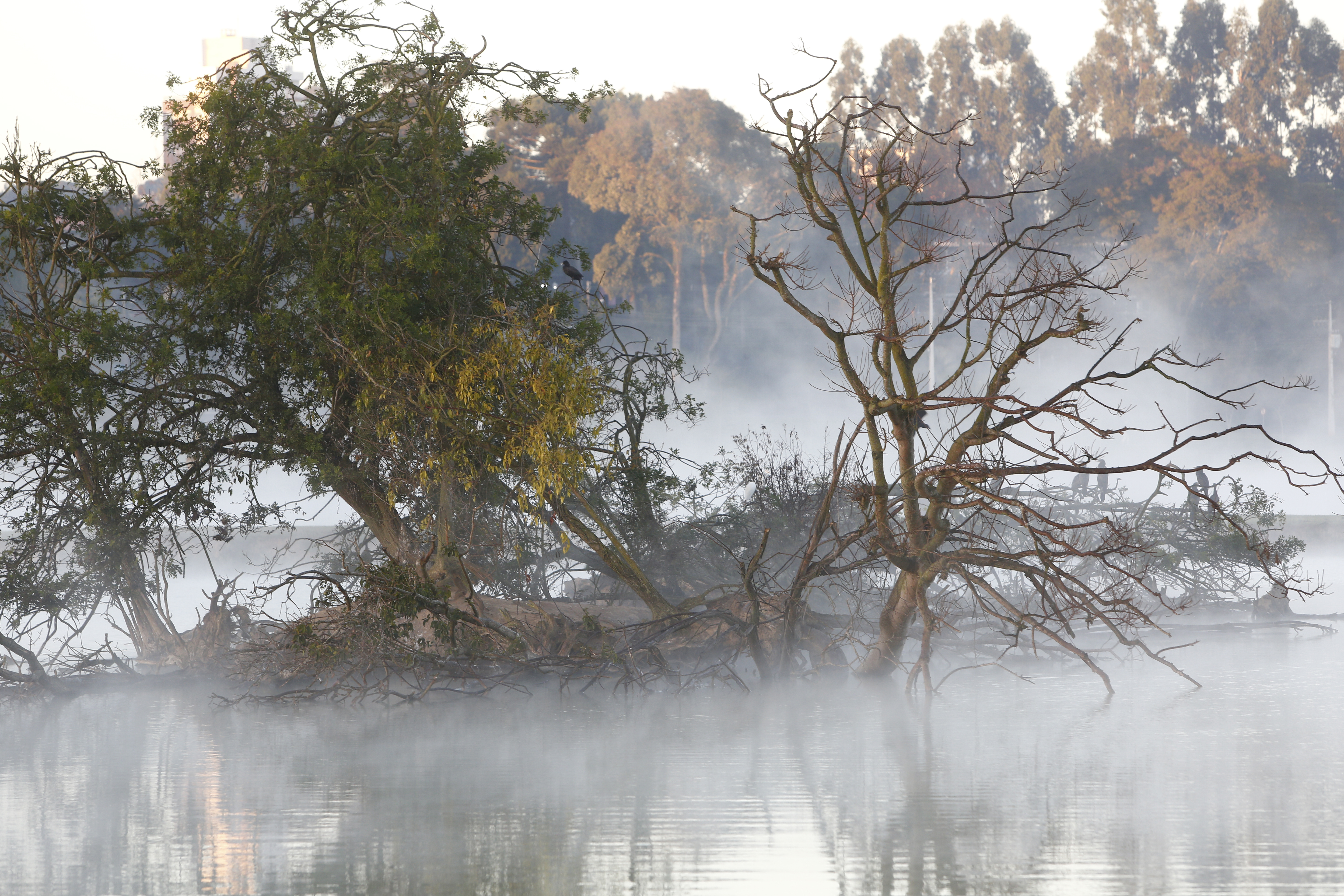 Apesar da baixa intensidade, fenômeno se destaca na região metropolitana e nos Campos Gerais | Aniele Nascimento/Gazeta do Povo/Arquivo