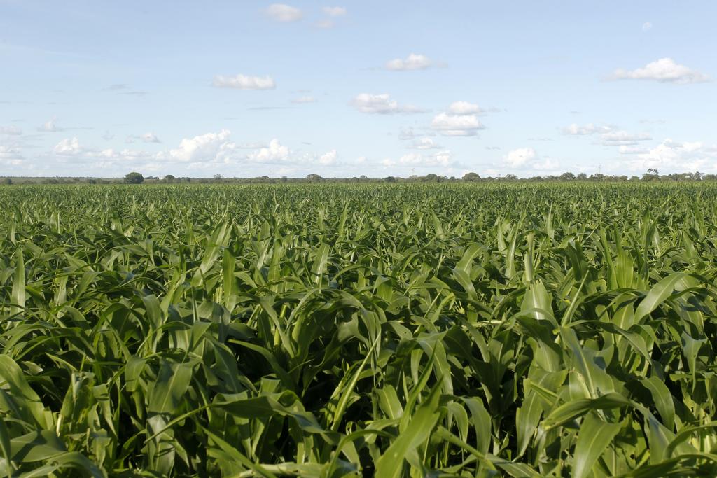  | Daniel Caron/Gazeta do Povo