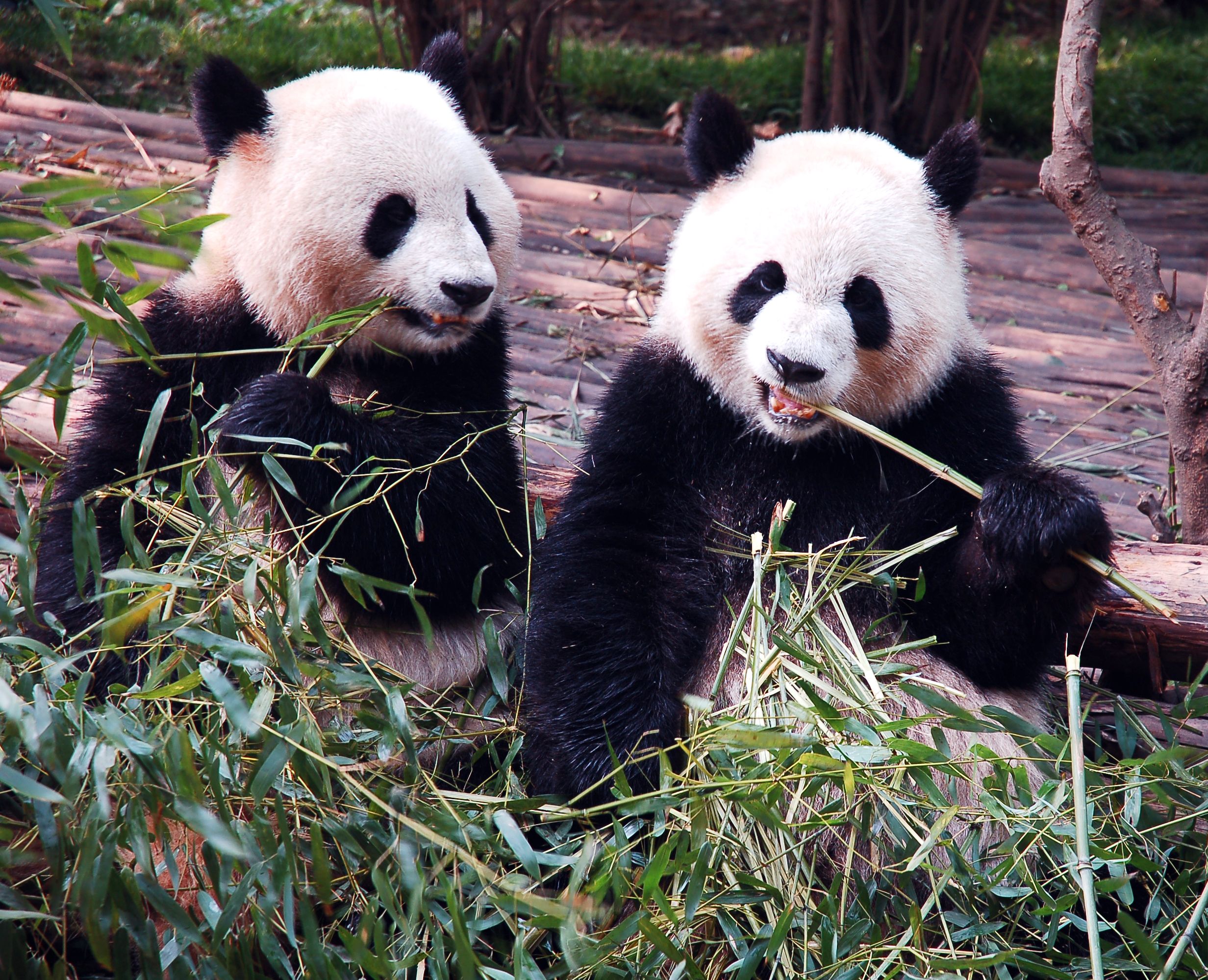 Segundo os especialistas, o bambu tem uma capacidade de produção maior do que a madeira, principalmente porque a sua rotatividade é mais rápida | BigStock/