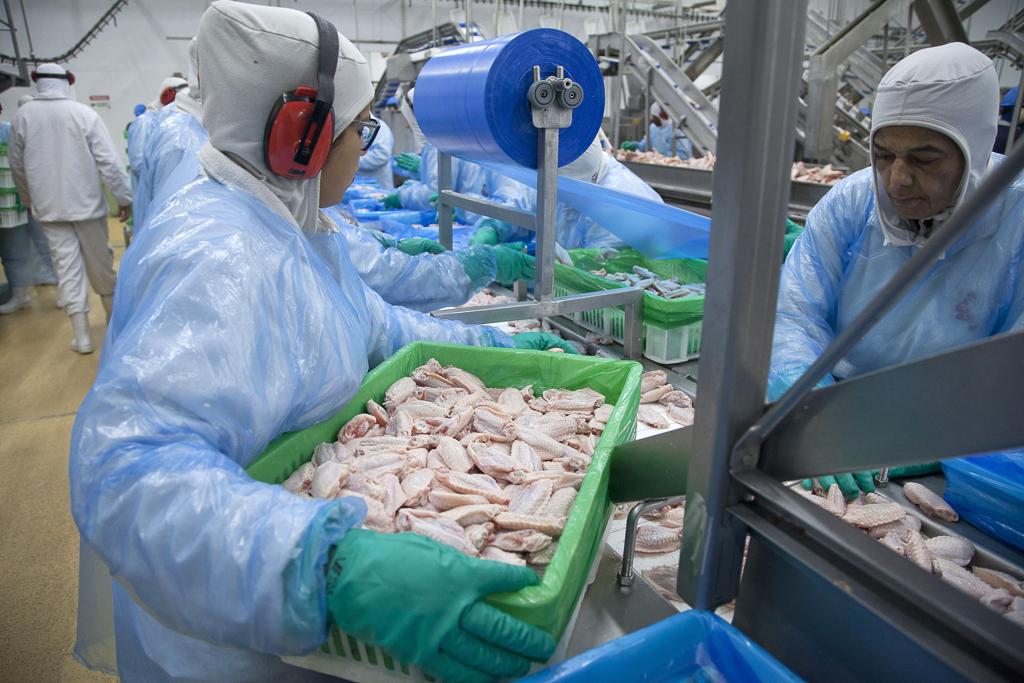 Volume de frango exportado em agosto está 59,8 mil toneladas acima da média de exportações registrada em 2018. | Daniel Caron/Gazeta do Povo