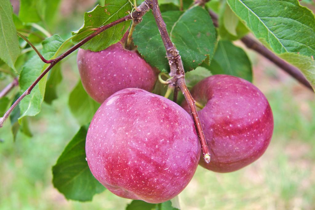 Maçã Fuji é cruzamento das variedades Red Delicious e Virginia Ralls Genet | BigStock/