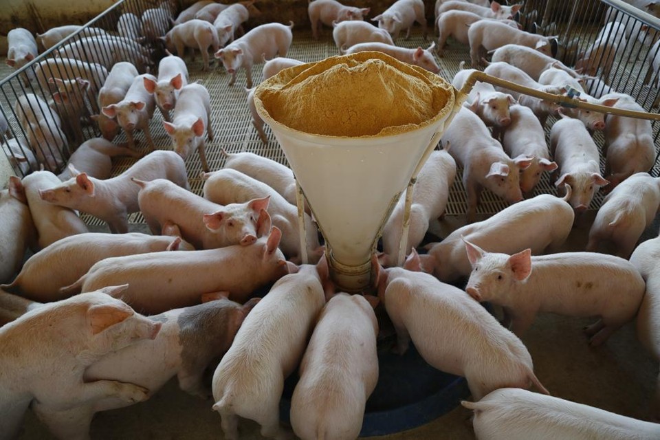 Órfã dos russos, suinocultura brasileira
viu preços derreterem 80% em um ano | Jonathan Campos/Gazeta do Povo