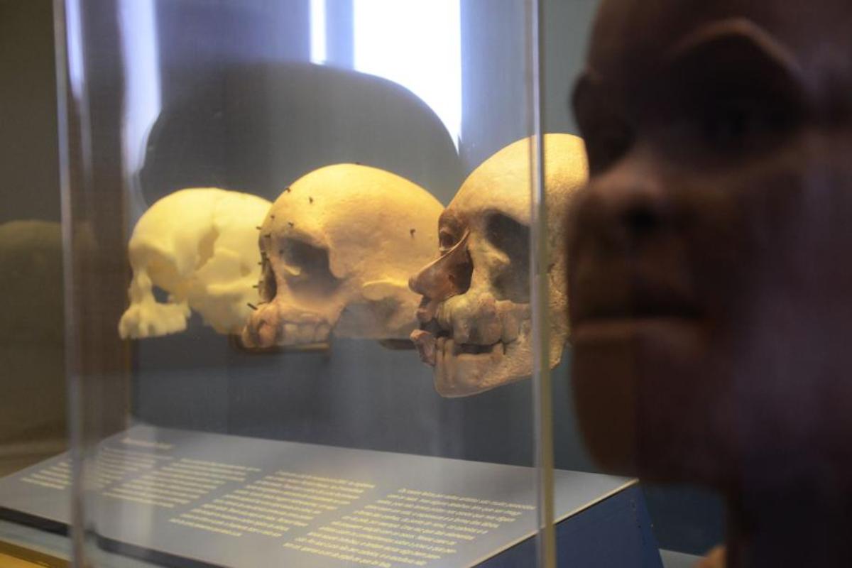 O crânio de Luzia, esqueleto mais antigo já encontrado nas Américas, e a sua reconstrução facial | Museu Nacional