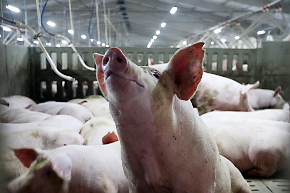 Atualmente, o país é o quarto maior produtor e exportador mundial de carne suína. | Albari Rosa/Gazeta do Povo