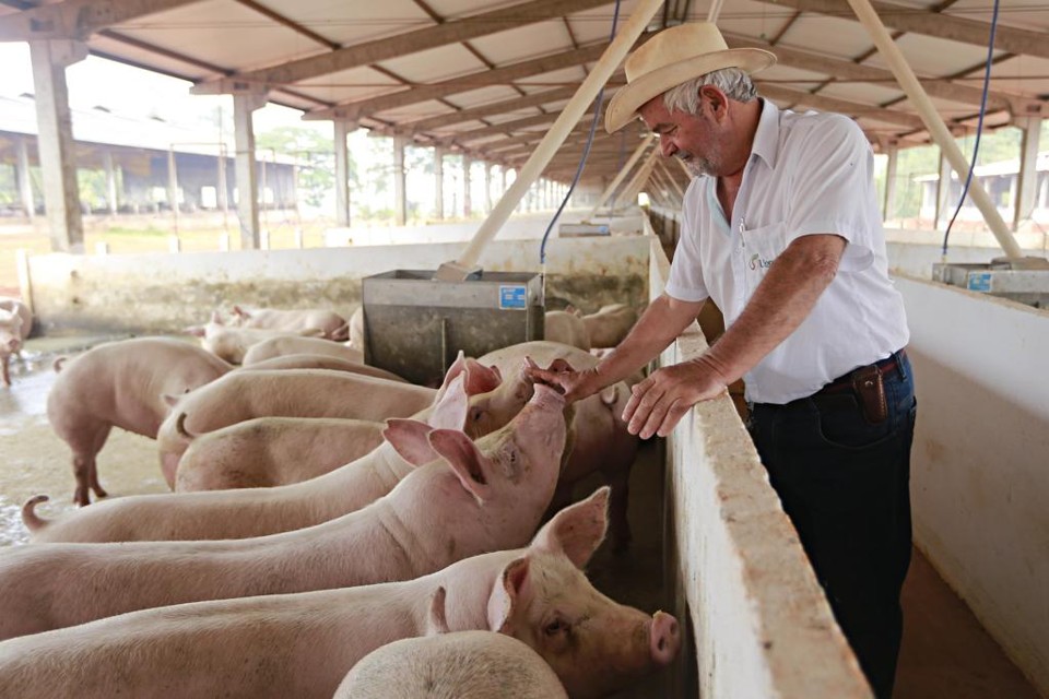 Vírus que ataca China pode disparar procura por carne suína e beneficiar Brasil Suinocultor inspeciona plantel de suínos em Nova Mutum, no Mato Grosso - Expedição Suinocultura da Gazeta do Povo de 2017 | Jonathan Campos/Gazeta do Povo