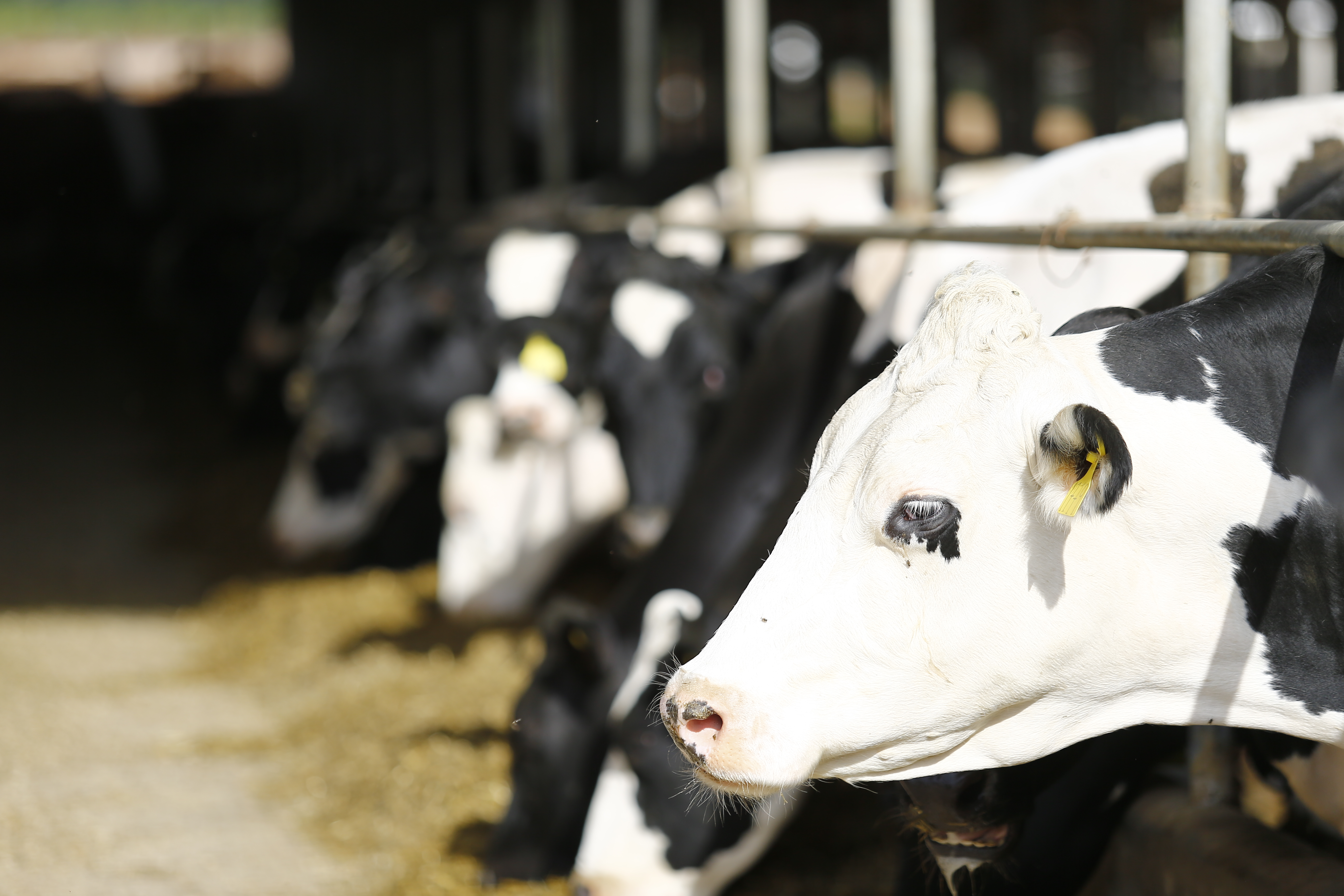 Normalmente, uma vaca produz cerca de 40 litros de leite por dia. Com o tempo mais quente, porém, o rendimento pode cair pela metade. | Jonathan Campos/Gazeta do Povo