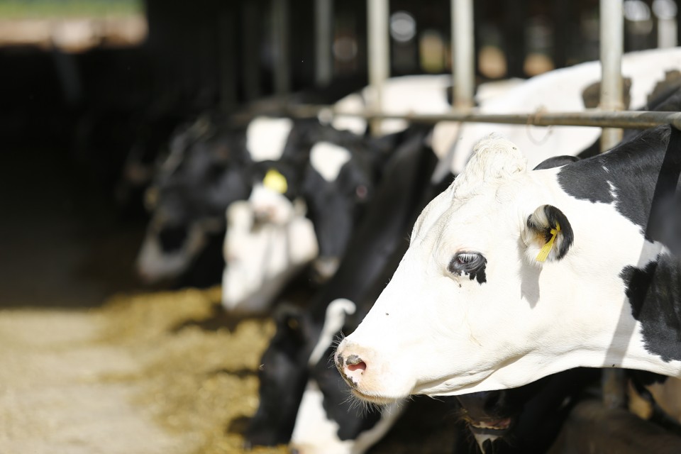 Normalmente, uma vaca produz cerca de 40 litros de leite por dia. Com o tempo mais quente, porém, o rendimento pode cair pela metade. | Jonathan Campos/Gazeta do Povo