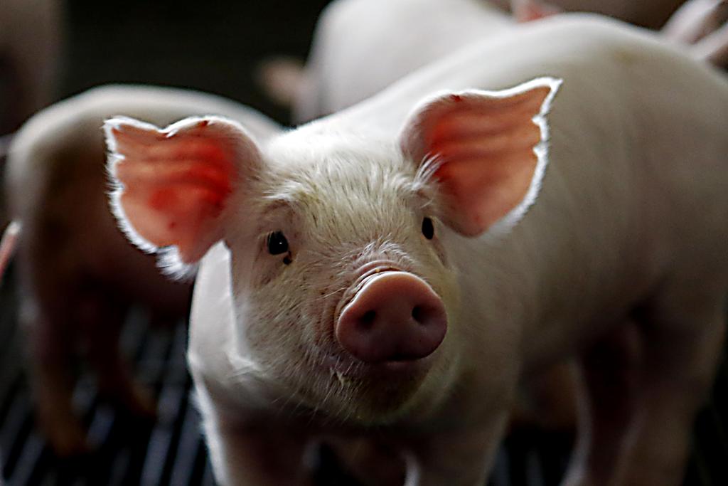 Em 2017 a suinocultura brasileira atingiu o maior volume de produção da história: 3,75 milhões de toneladas. | Albari Rosa/Gazeta do Povo