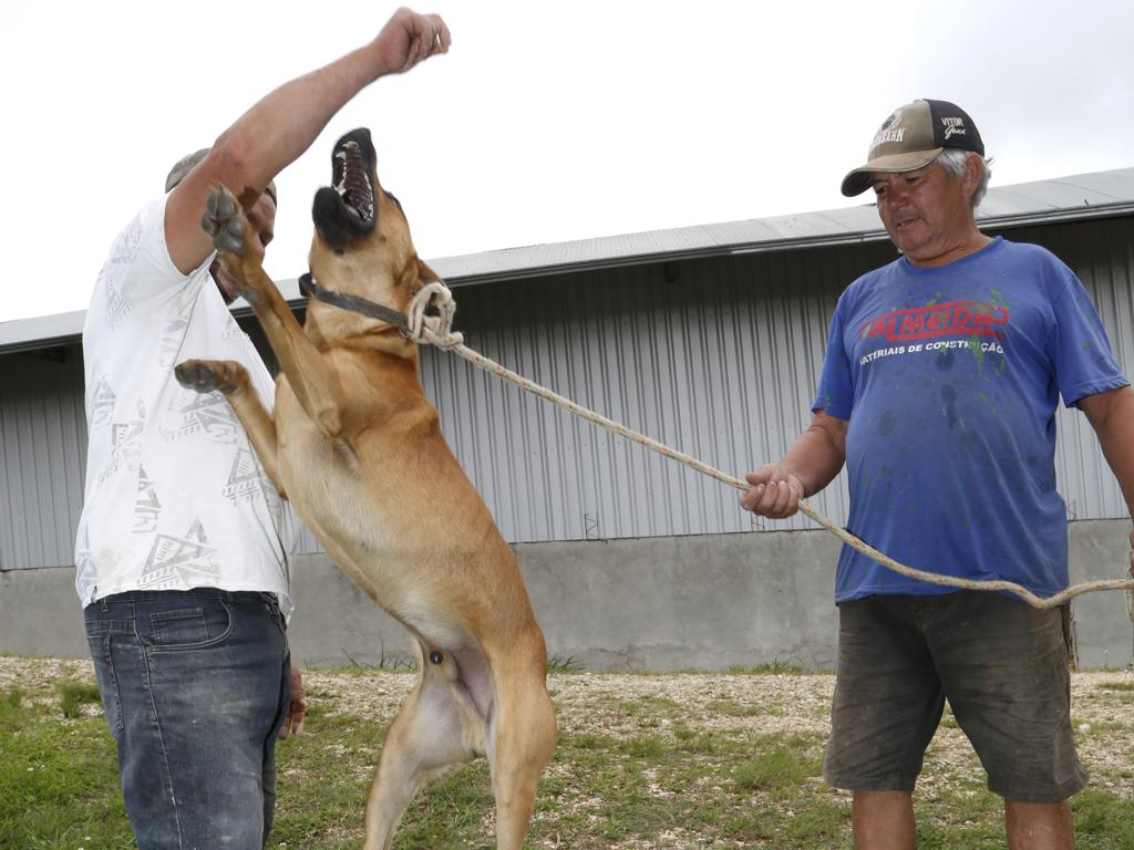 Apesar da sua fama de encontrar cadáveres, Totó também sabe brincar com os vivos | Atila Alberti/Tribuna do Parana