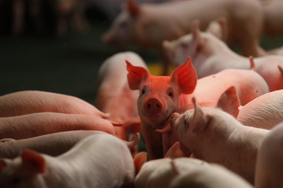 Granja no Rio Grande do Sul cria suínos com música sertaneja | JONATHAN CAMPOS/GAZETA DO POVO