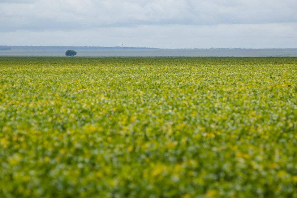 Segundo a Conab, a soja apresentou crescimento de área e produtividade na safra 2017/18. | Lineu Filho/Gazeta do Povo