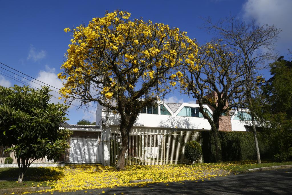 Ipê amarelo no bairro Jardim Social: florada anuncia a chegada da primavera em Curitiba. | Aniele Nascimento/Gazeta do Povo