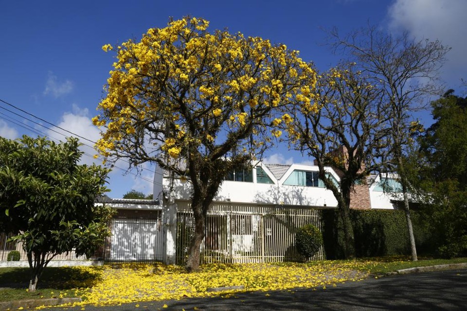 Primavera começa neste sábado: estação será de calor e chuva em Curitiba Ipê amarelo no bairro Jardim Social: florada anuncia a chegada da primavera em Curitiba. | Aniele Nascimento/Gazeta do Povo