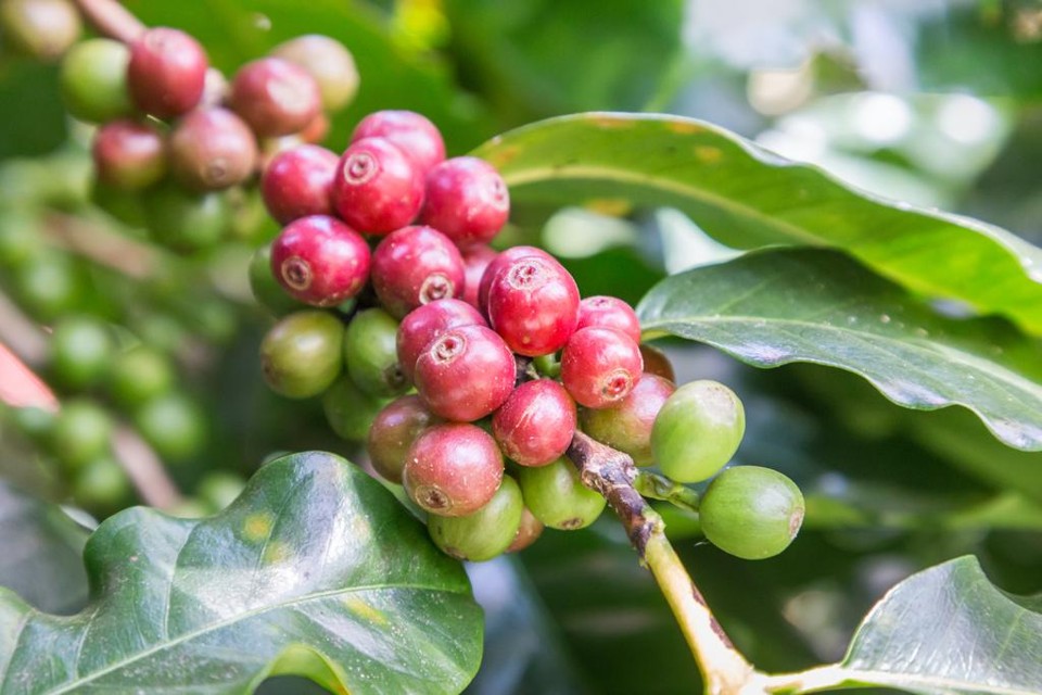 Neste ano, a produção de café em Porto Rico deve ser de apenas 10% do que se colhe tradicionalmente | /BigStock