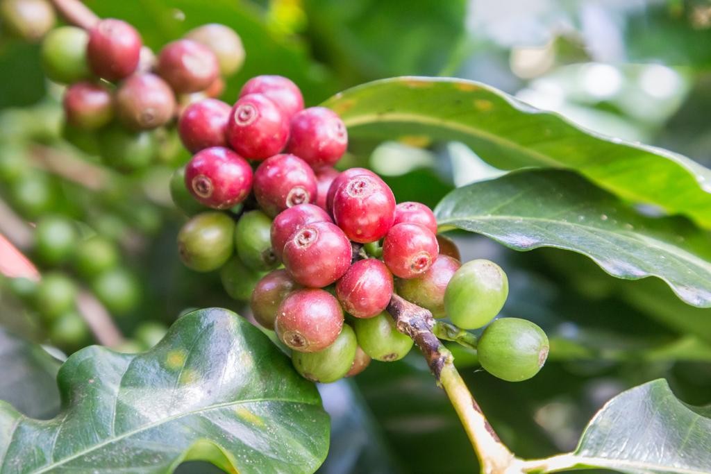 Neste ano, a produção de café em Porto Rico deve ser de apenas 10% do que se colhe tradicionalmente
