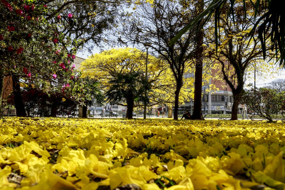 A florada do ipê e a rede social secreta da natureza | Jonathan Campos/Gazeta do Povo