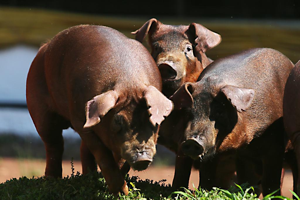 A Duroc tem 2,5% de gordura intramuscular, contra 1,5% de outras raças. Essa gordura é que confere mais sabor a carne | Albari Rosa/Gazeta do Povo