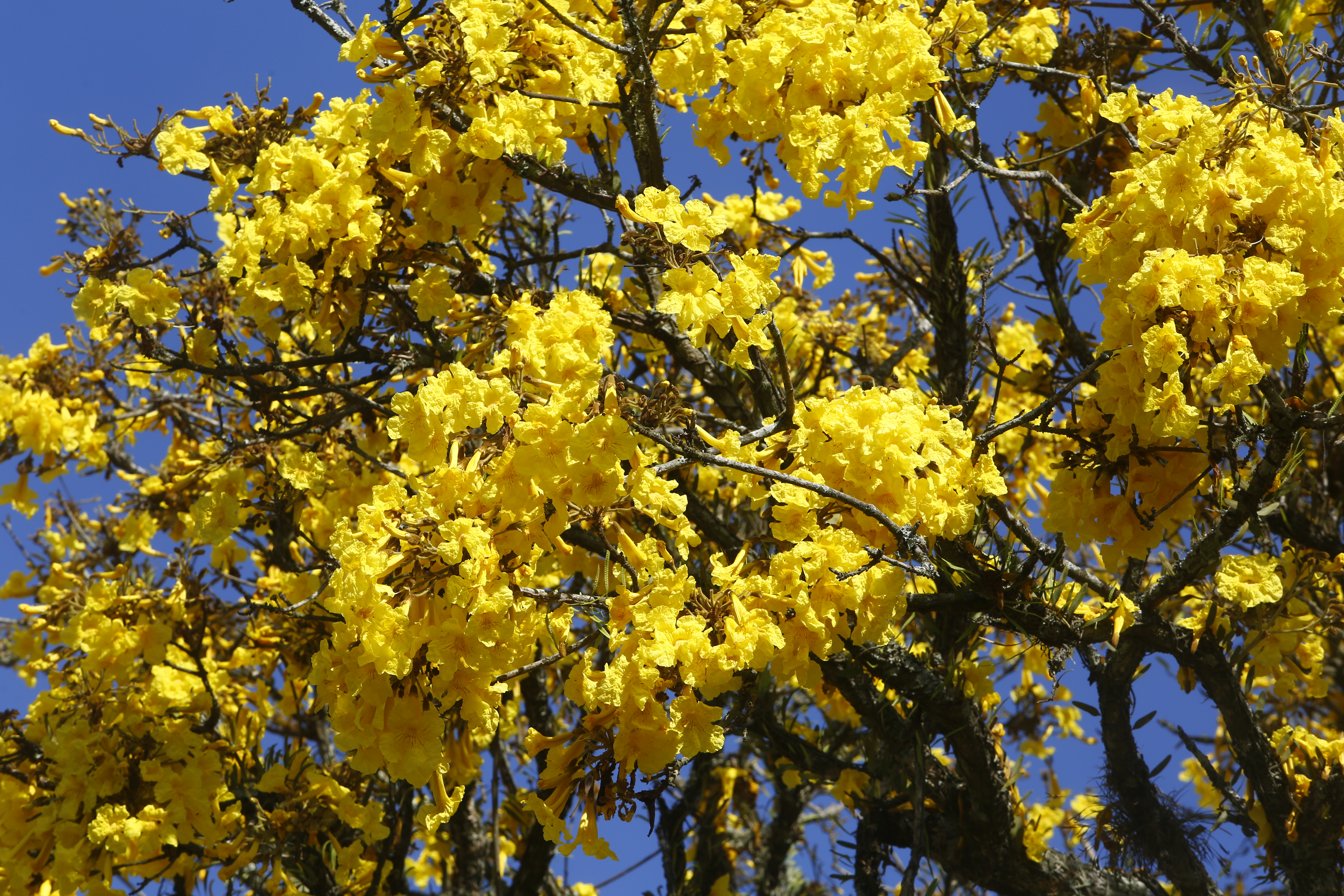 | Aniele Nascimento/Gazeta do Povo