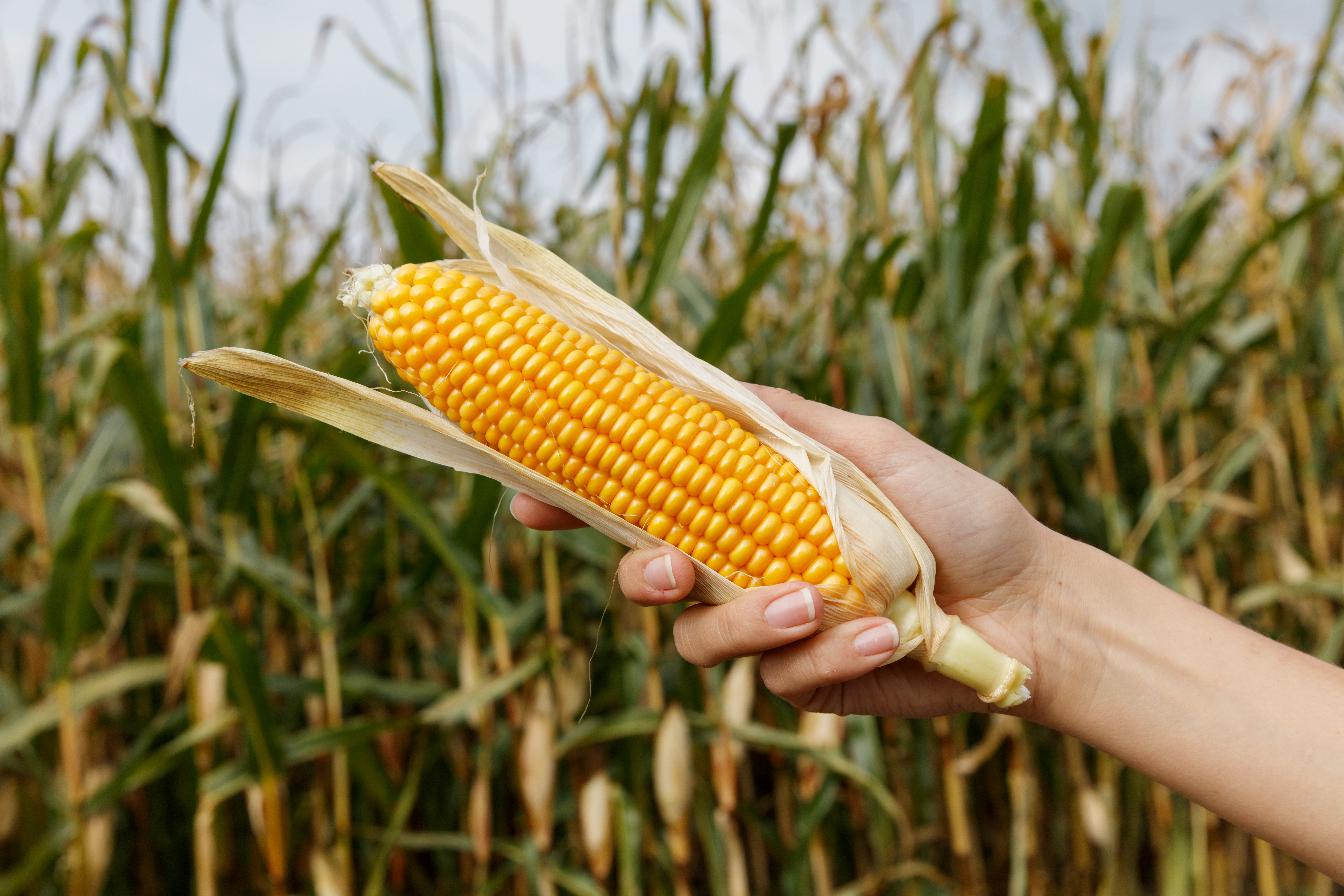 | Ole Walter Jacobsen/Yara