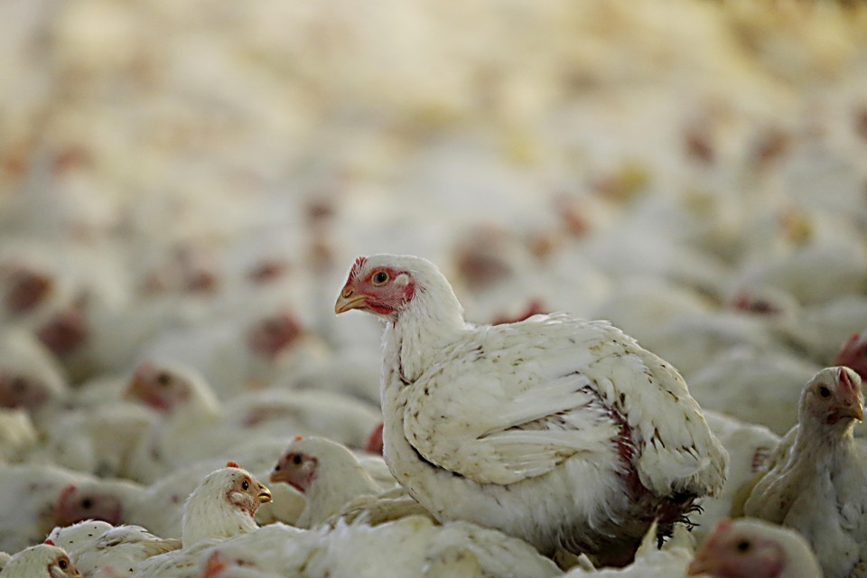 O Paraná foi o responsável por 37,6% de toda carne de frango exportada pelo Brasil no terceiro bimestre do ano. | Albari Rosa/Gazeta do Povo