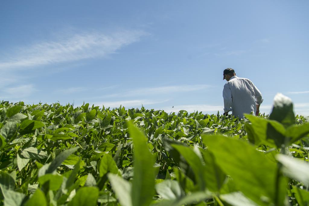 Além da soja e do milho, principais culturas no Brasil, os defensivos com esses ingredientes ativos são usados no cultivo de arroz, cana-de-açúcar, feijão, trigo e outras culturas. | Marcelo Andrade/Gazeta do Povo