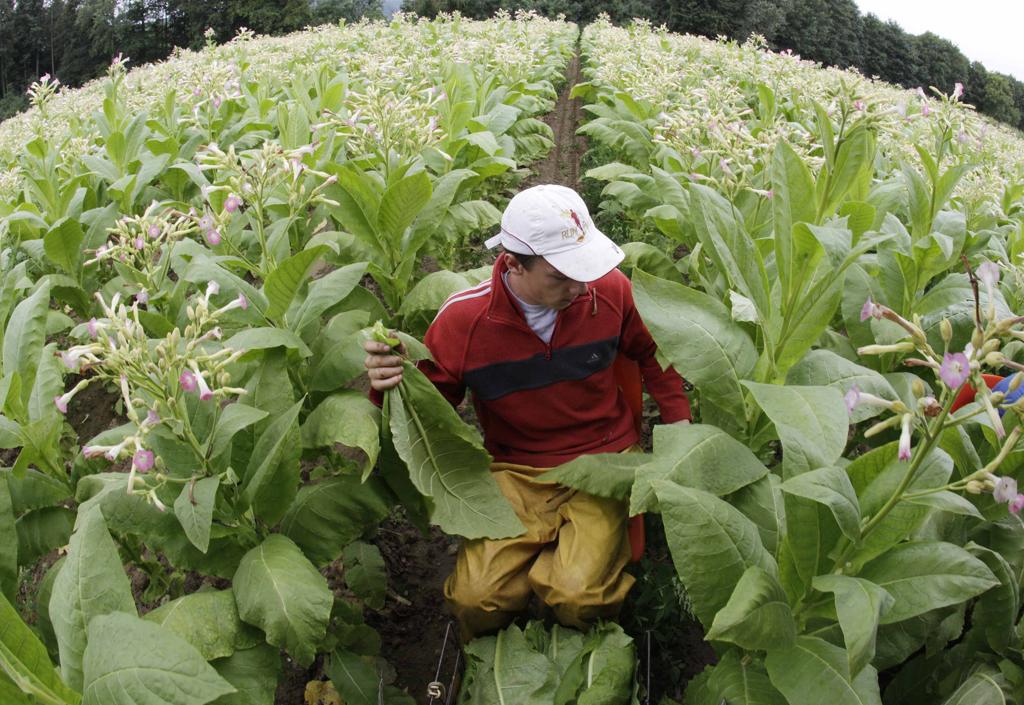 Plantação de tabaco: Brasil é o segundo maior produtor mundial da planta | DB/AA/DENIS BALIBOUSE