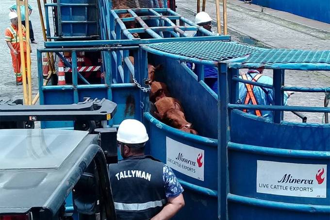 Em abril deste ano, o Supremo Tribunal Federal (STF) liberou o trânsito de animais vivos na cidade de Santos (SP), o que permite a exportação de animais pelo Porto. | Divulgação/Cedesp