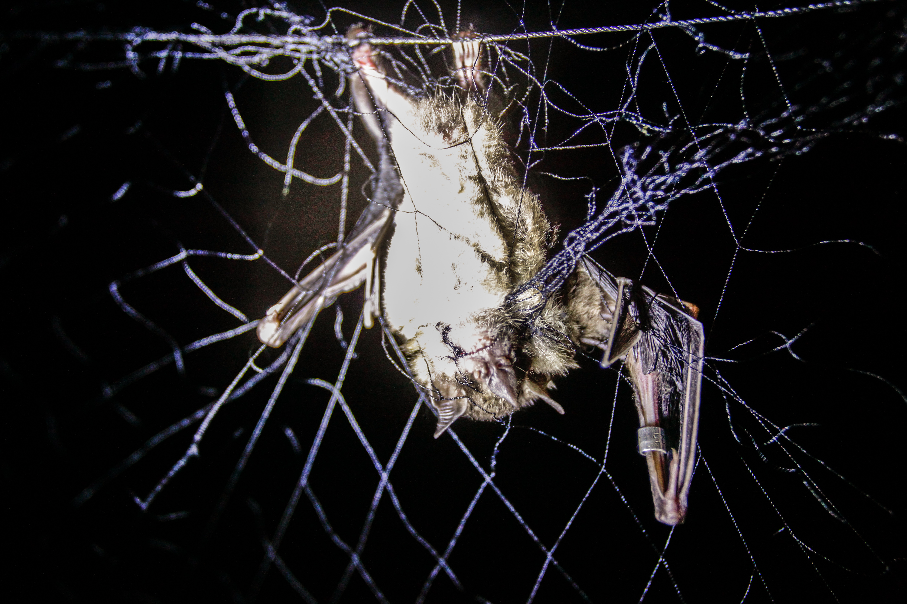 Dos 199 morcegos avaliados pela Unidade de Vigilância em Zoonoses de Curitiba em 2018, seis estavam contaminados com raiva. | Daniel Castellano/Gazeta do Povo