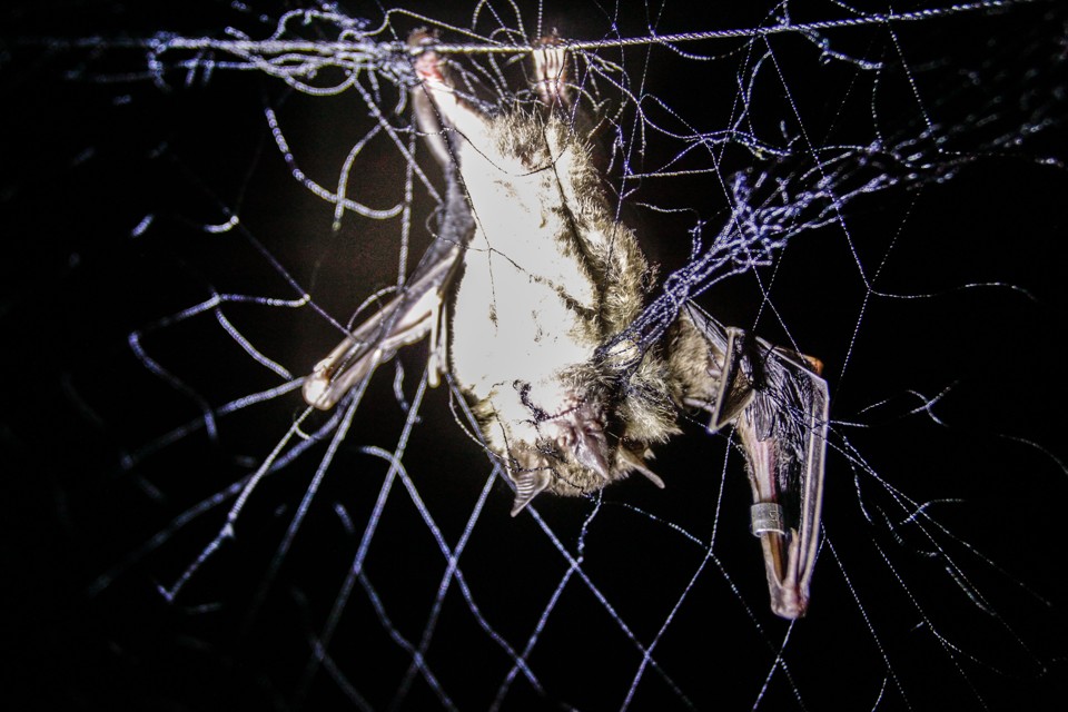 Dos 199 morcegos avaliados pela Unidade de Vigilância em Zoonoses de Curitiba em 2018, seis estavam contaminados com raiva. | Daniel Castellano/Gazeta do Povo