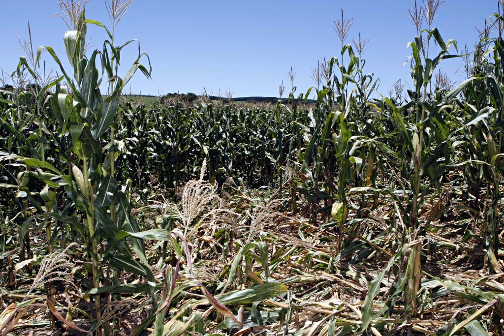 Destruição provocada por javalis. | GAZETA/GAZETA