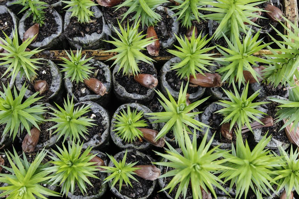 Cada pessoa pode levar até 20 mudas | Jonathan Campos/Gazeta do Povo