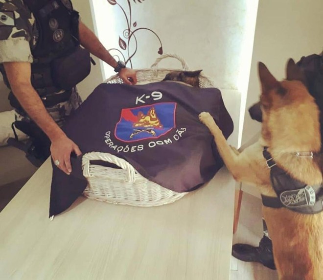 Raika põe a pata sobre o corpo do companheiro Skiper: dupla treinava junto no canil da Polícia Militar em Curitiba. | Foto: Divulgação Bope.