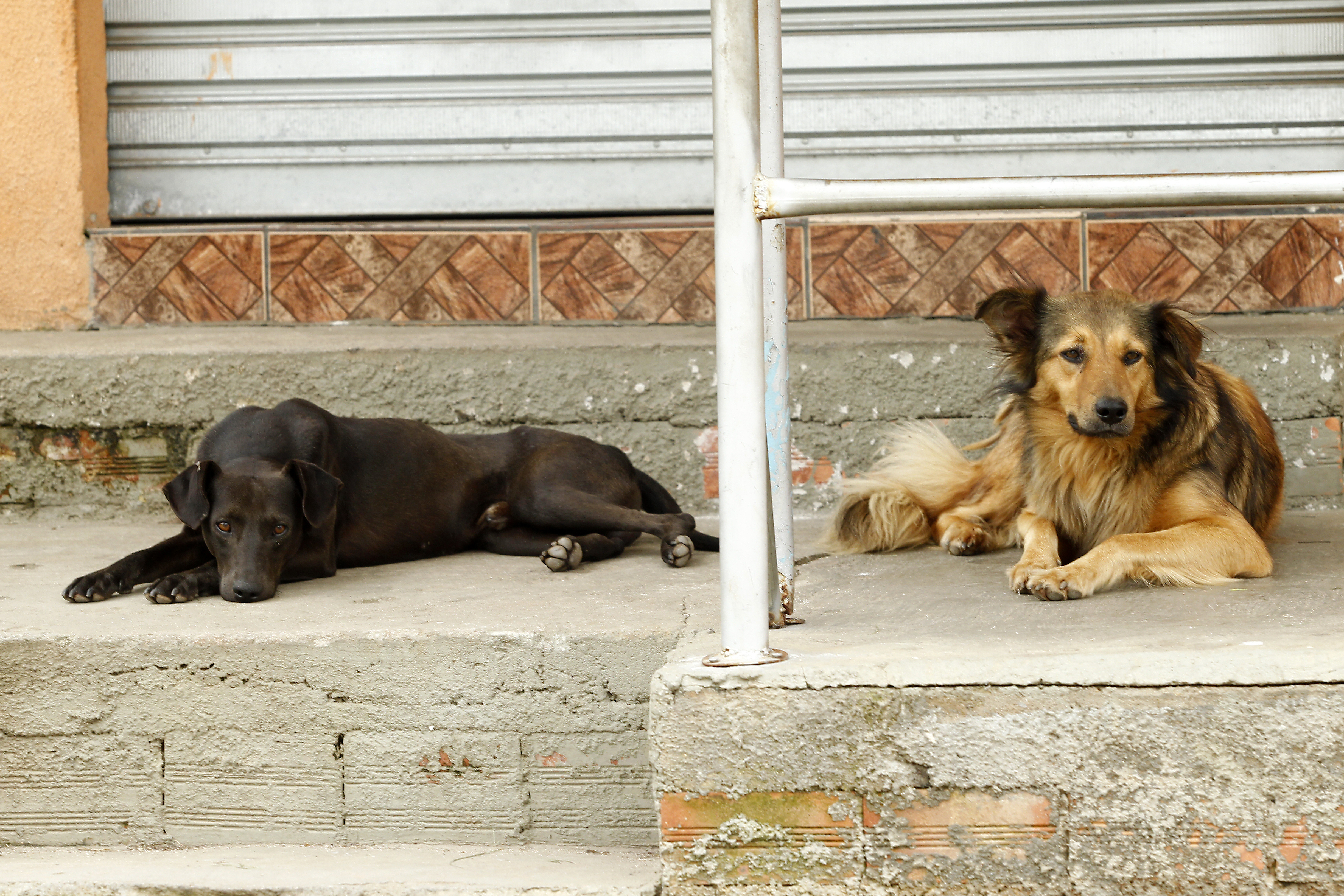 Pessoas de baixa renda e protetores de animais terão prioridadeno processo de castração em Araucária. | Hugo Harada/Gazeta do Povo