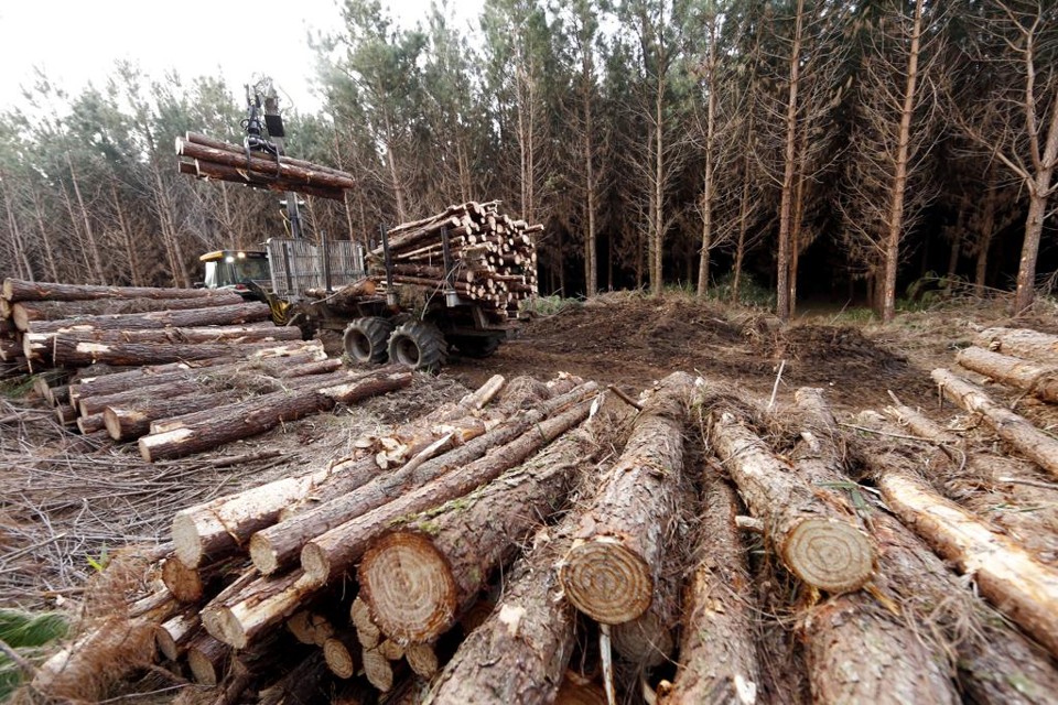 A abertura de dados do DOF para acesso público é o primeiro passo para a liberação progressiva de todas as informações contidas no Sinaflor. | Albari Rosa/Gazeta do Povo