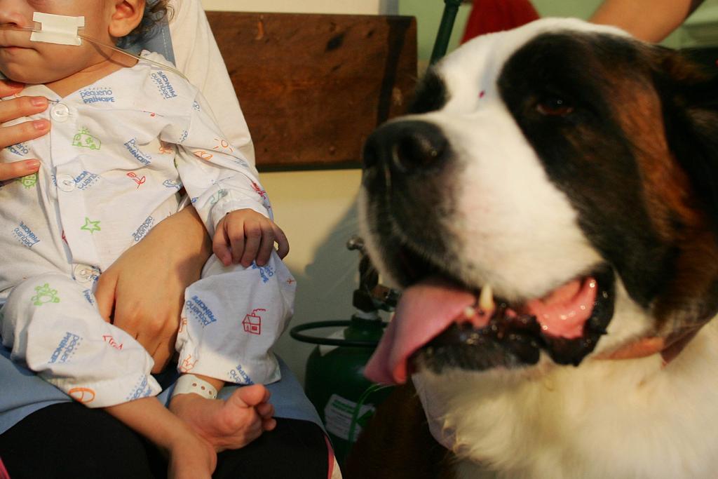 Ideia é regulamentar a entrada de animais em hospitais | Jonathan Campos/Gazeta do Povo