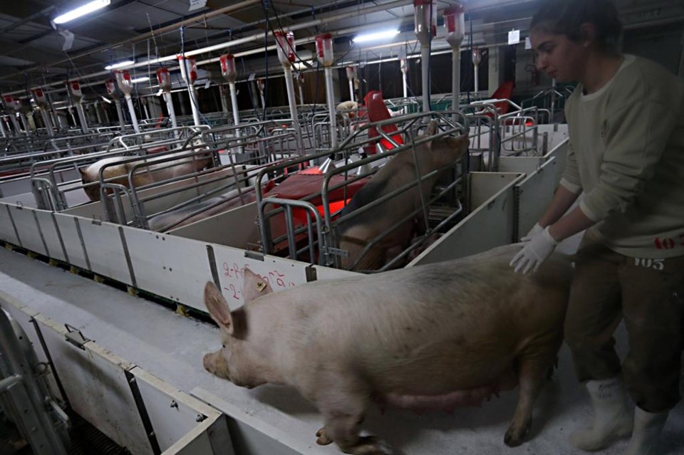 Em tempos de peste suína, cooperativa do PR adota esquema de segurança máxima | Albari Rosa/Gazeta do Povo