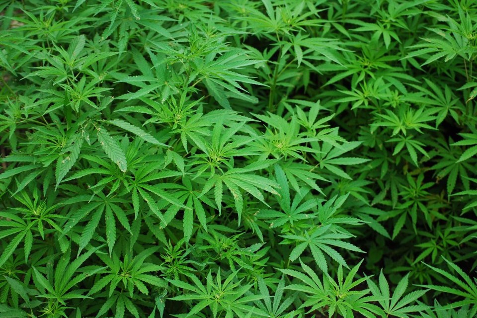 Plantação de maconha | Pixabay