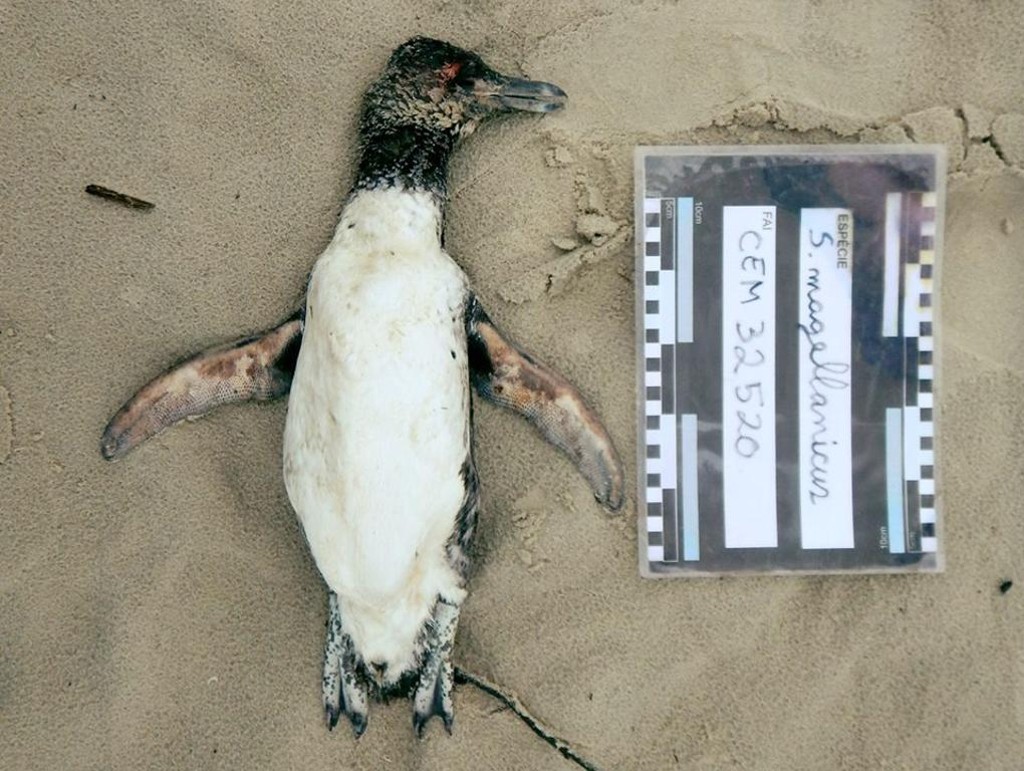 Pinguins foram encontrados na orla de Matinhos, Pontal do Paraná e Guaratuba | Divulgação/CEM