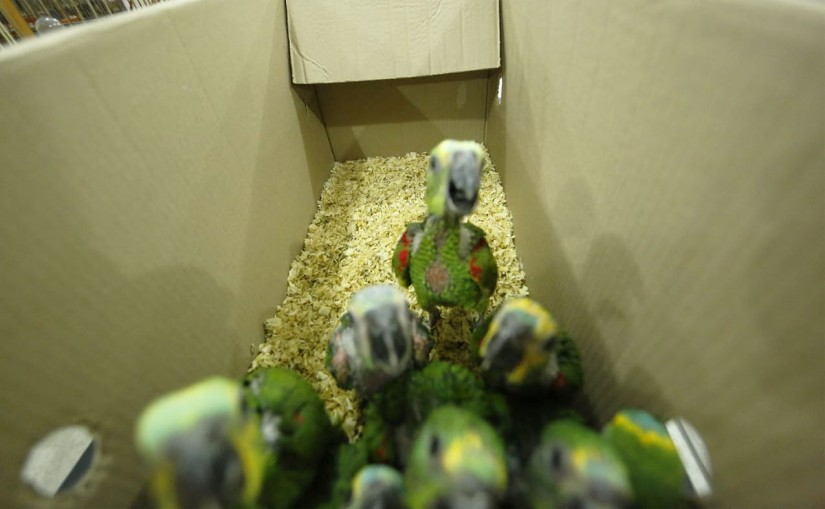 Filhotes de papagaios estavam em uma casa no Boqueirão. | Lineu Filho/Tribuna do Paraná