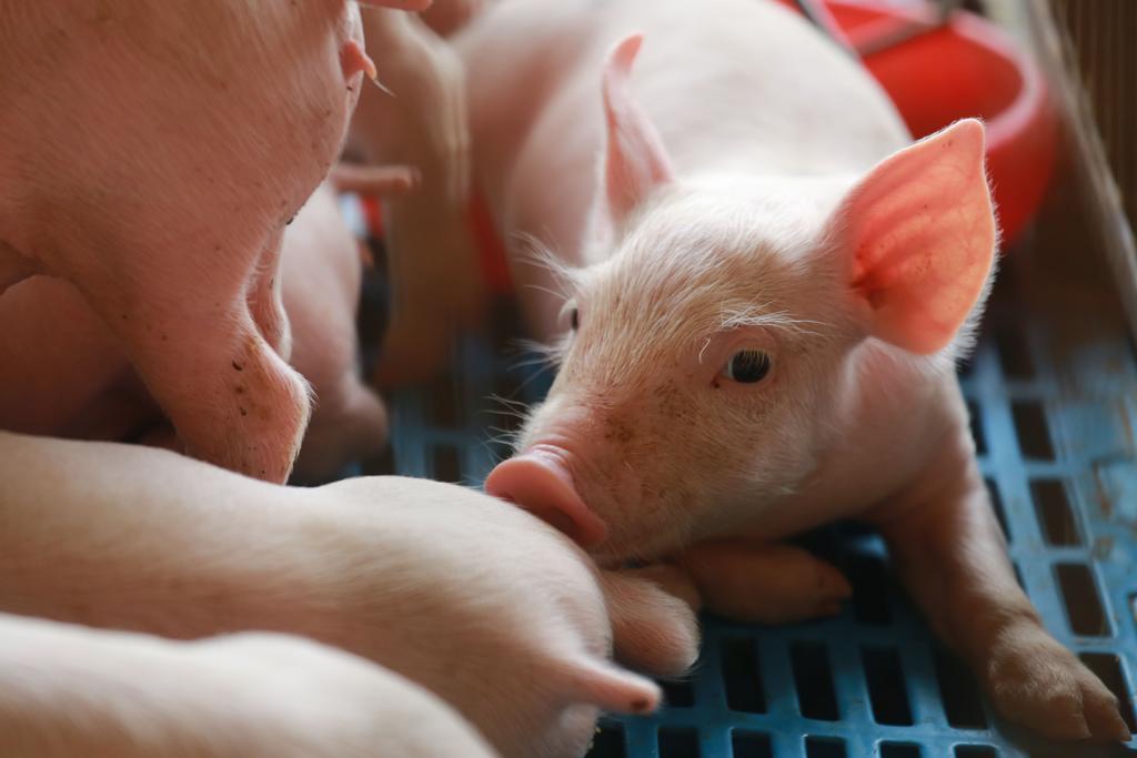 Segundo o Departamento de Agricultura dos Estados Unidos (USDA), a projeção de aumento para as importações de carne suína pela China é de 8% neste ano, para 1,75 milhão de toneladas. | Felipe Rosa/TRIBUNA DO PARANA