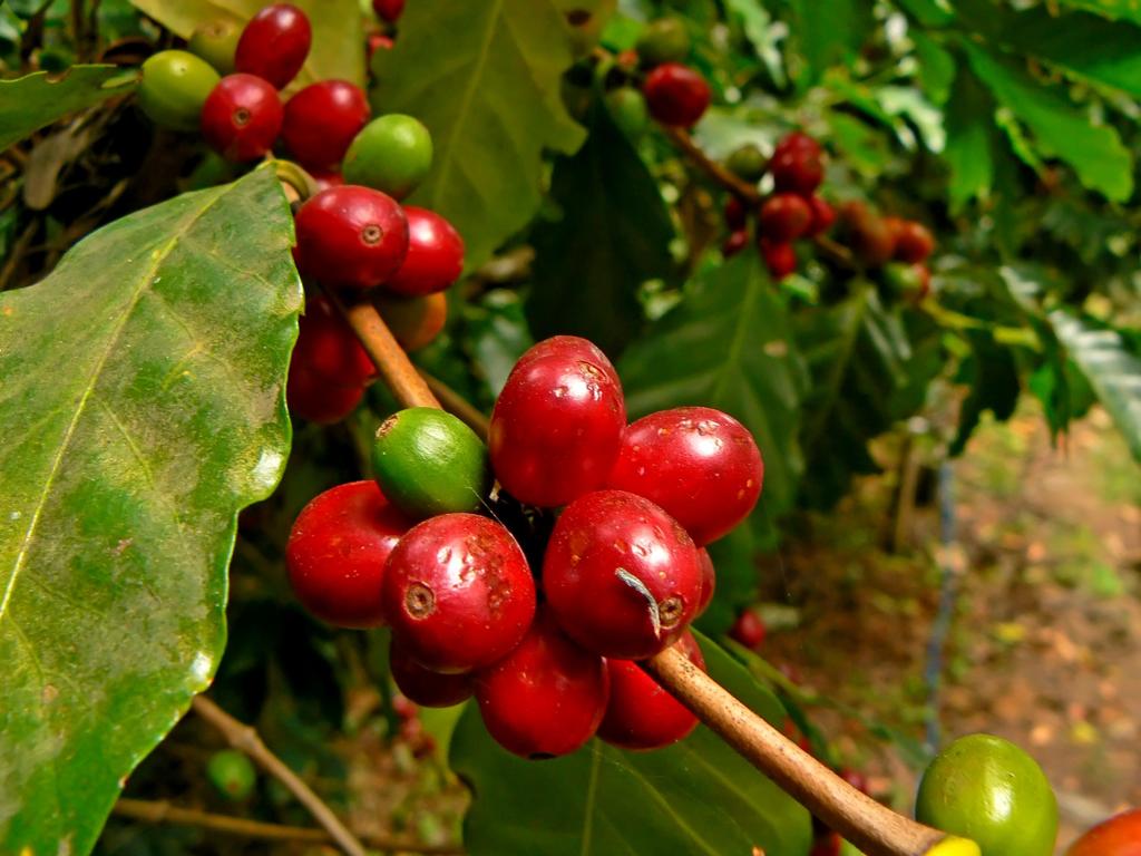 Em média, cafés especiais podem alcançar até até o dobro do preço do produto convencional | BigStock/