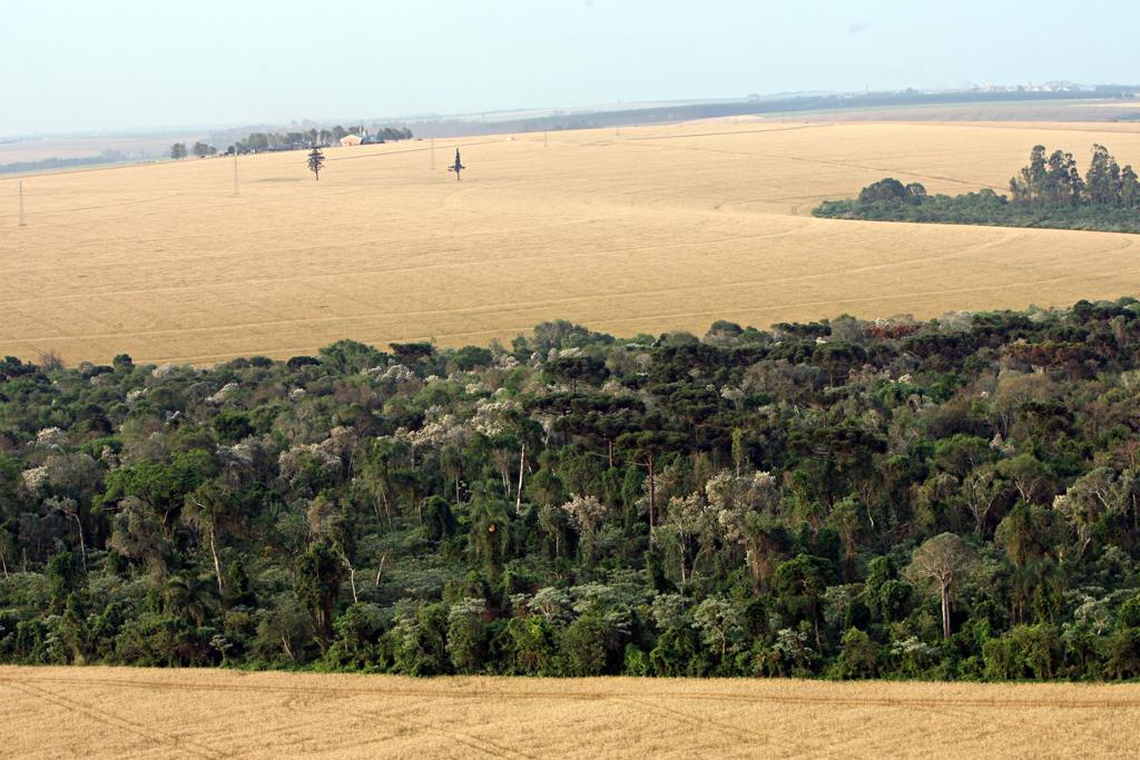 Pelo decreto, será considerada como regular a área de reserva legal igual ou existente em 22 de julho de 2008 para propriedades que naquela data não possuíam áreas de preservação permanente e remanescentes de vegetação nativa. | Albari Rosa/Gazeta do Povo