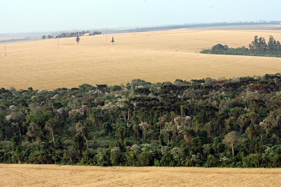 Pelo decreto, será considerada como regular a área de reserva legal igual ou existente em 22 de julho de 2008 para propriedades que naquela data não possuíam áreas de preservação permanente e remanescentes de vegetação nativa. | Albari Rosa/Gazeta do Povo