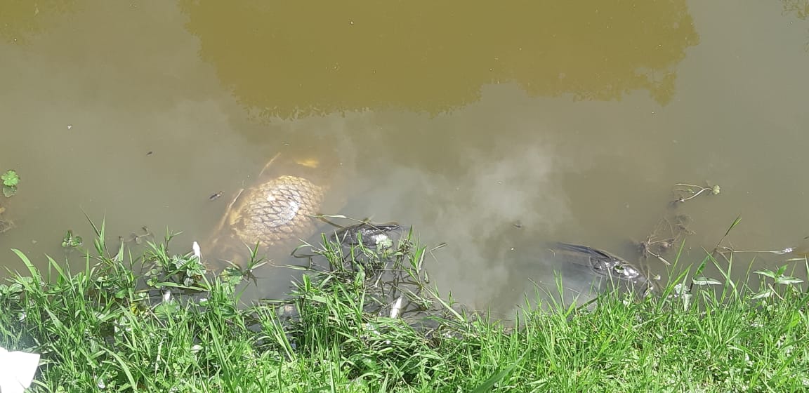 Além dos peixes mortos, muitos estavam a agonizando na margem do lago do Parque Bacacheri. | Joice Shiroma/Colaboração