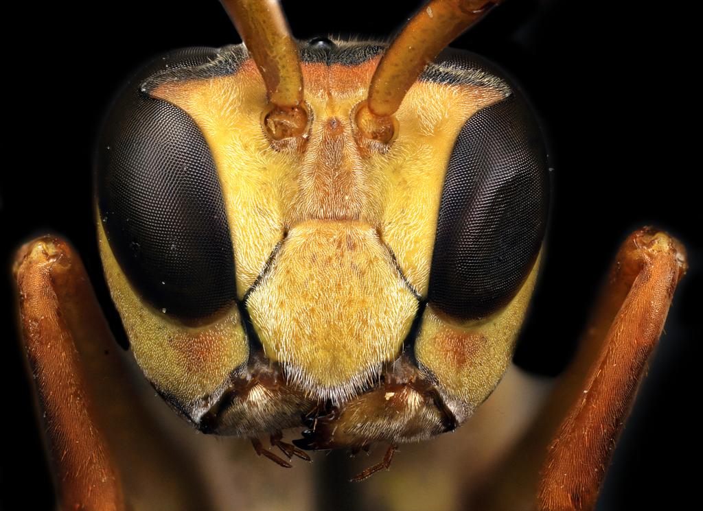 Estima-se que, sem a apicultura migratória, os Estados Unidos perderiam um terço de sua colheita. | Macroscopic Solutions/ Flickr Commons/Fotos Públicas