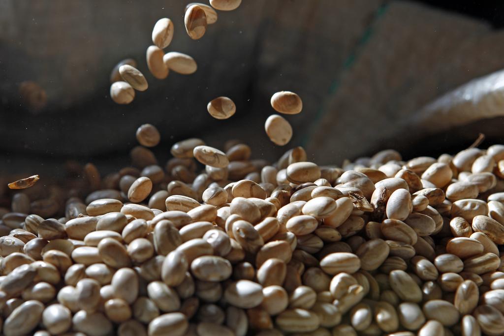 Feijão carioca foi o escolhido para o hambúrguer de feijão da Embrapa. | Antônio More/Gazeta do Povo