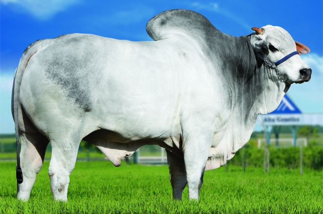Touro Rem Usp | Divulgação/Alta Genetics